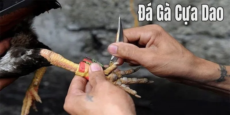 Tìm hiểu về đá gà cựa dao