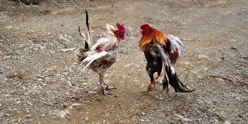 Lý do nên tham gia đá gà Winbet